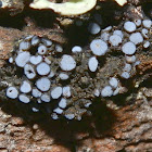 Jelly Lichen