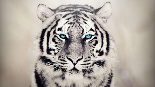 White Tiger Live Wallpaper