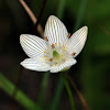 Grass of Parnassus