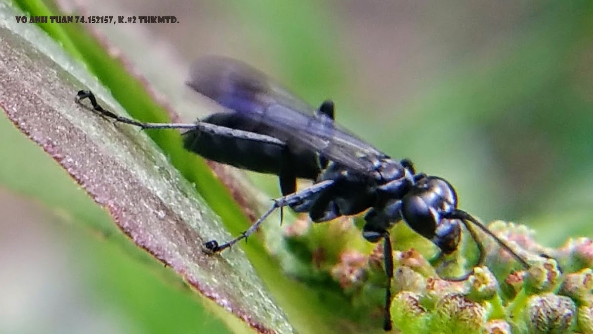 Black burrowing wasp.