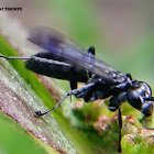 Black burrowing wasp.