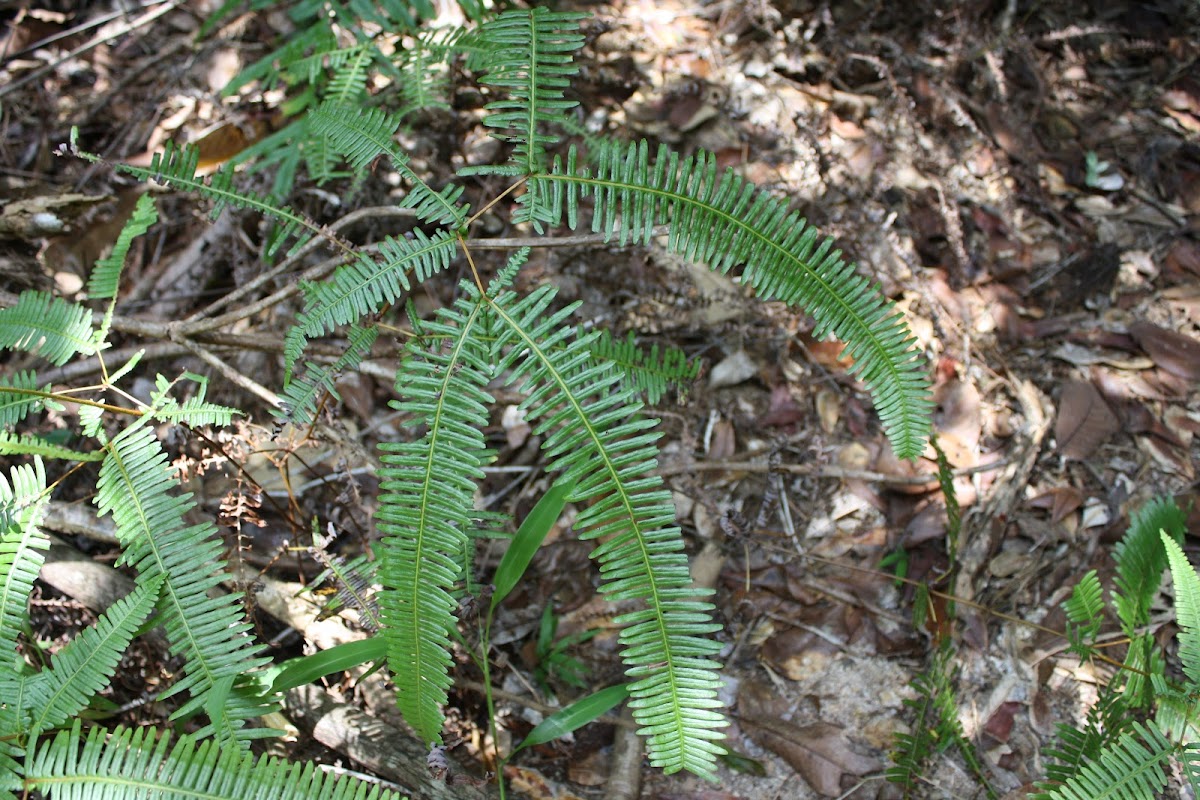 False Staghorn Fern