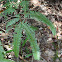 False Staghorn Fern