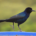 Boat-tailed Grackle