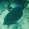 Blue Tang Surgeonfish and Juvenile French Angelfish