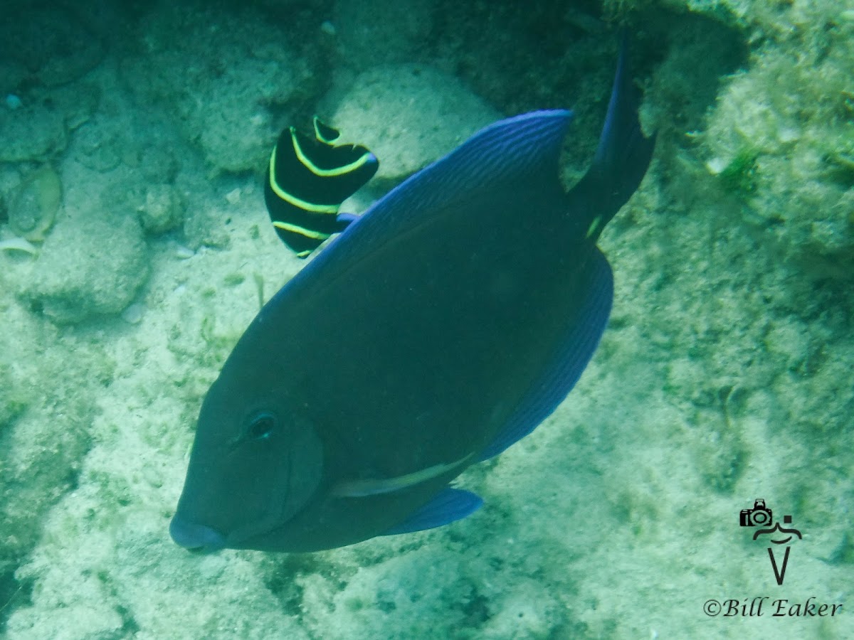 Blue Tang Surgeonfish and Juvenile French Angelfish