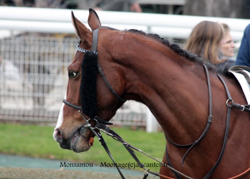 Photos Auteuil 1-03-2015 ITGcUJEMD1kIPP5Q99xoqJWxBJP8_fXLrEcMt4iB4ITW=w800-h574-no