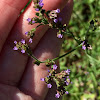 Brazilian Vervain