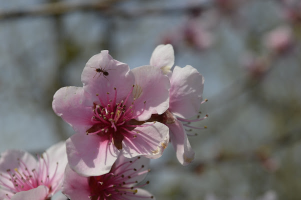 La formica e il fiore. di Carmelo Baglivo