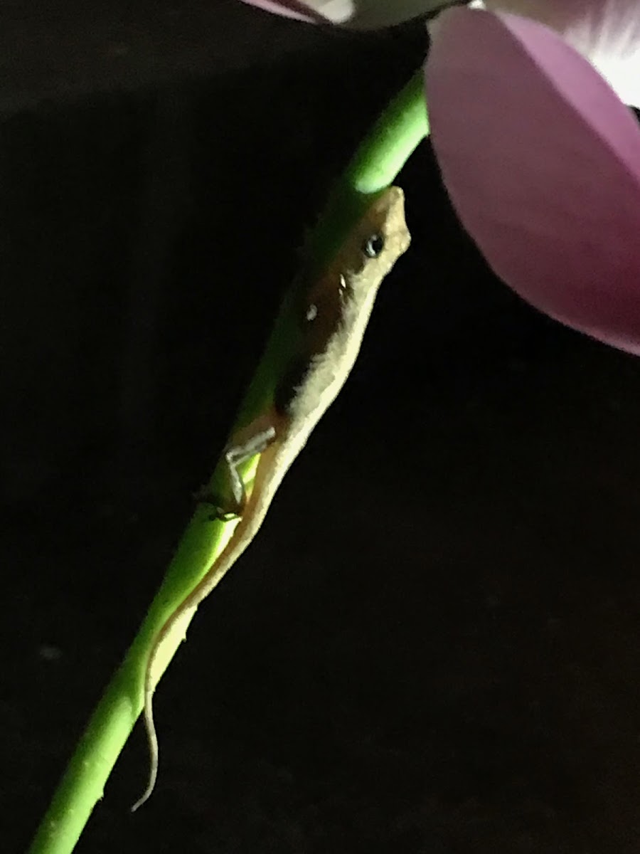 Saba least gecko