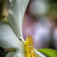 Cuore giallo di 