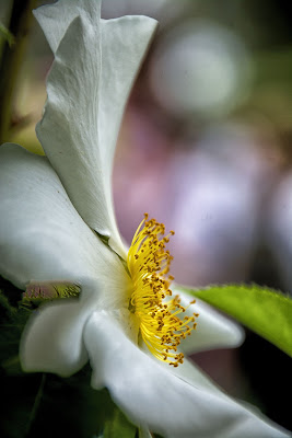 Cuore giallo di vaiolet