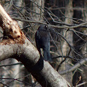 Rusty Blackbird