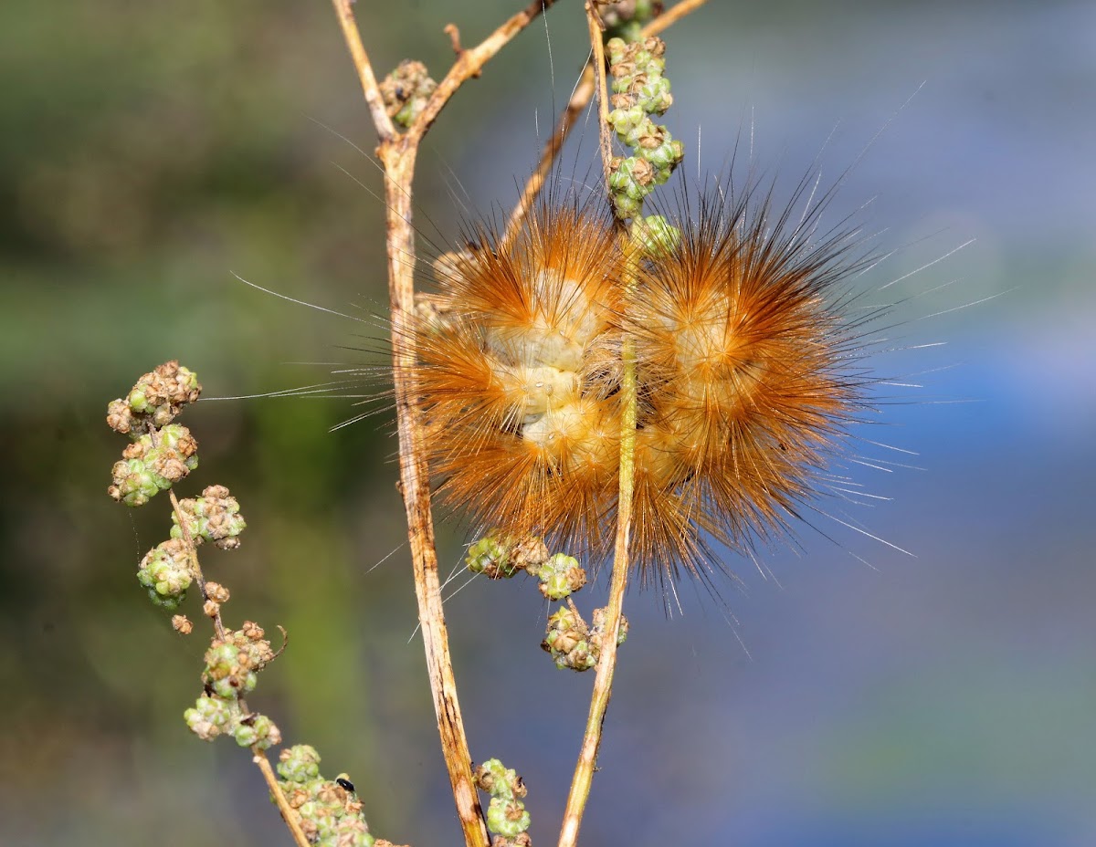 Salt Marsh Moth Caterpillar