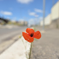 Fiore di strada di 