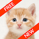 Download Cute Cat HD Wallpaper For PC Windows and Mac 1.0