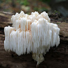 Bear's Head Tooth Fungus