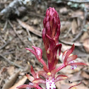 Spotted Coralroot