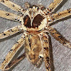 Cane Spider