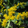 Canada Goldenrod