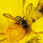 Gooden's Nomad Bee