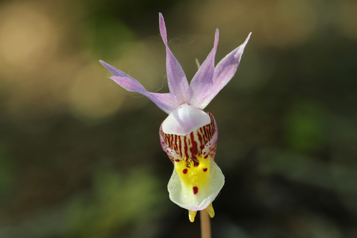 Calypso orchid