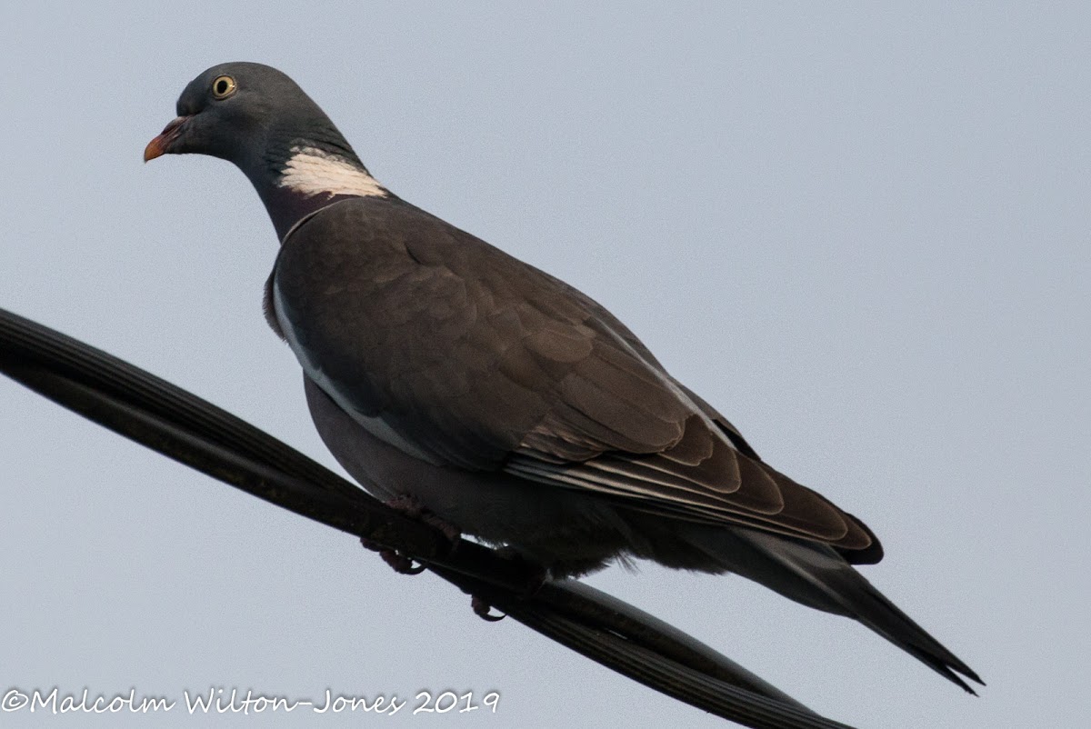 Woodpigeon