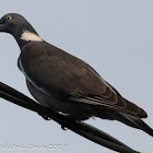 Woodpigeon