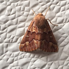 Achyra Moth