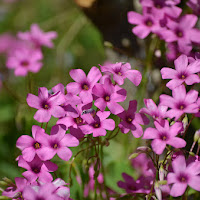 i miei piccoli fiori di 