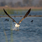 Pallas's gull