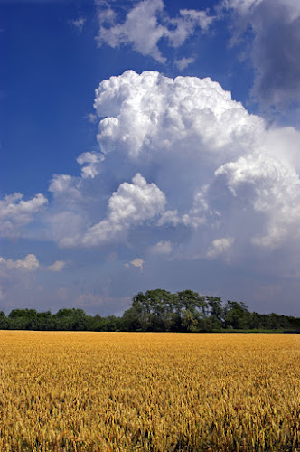 Cielo e grano di canebisca