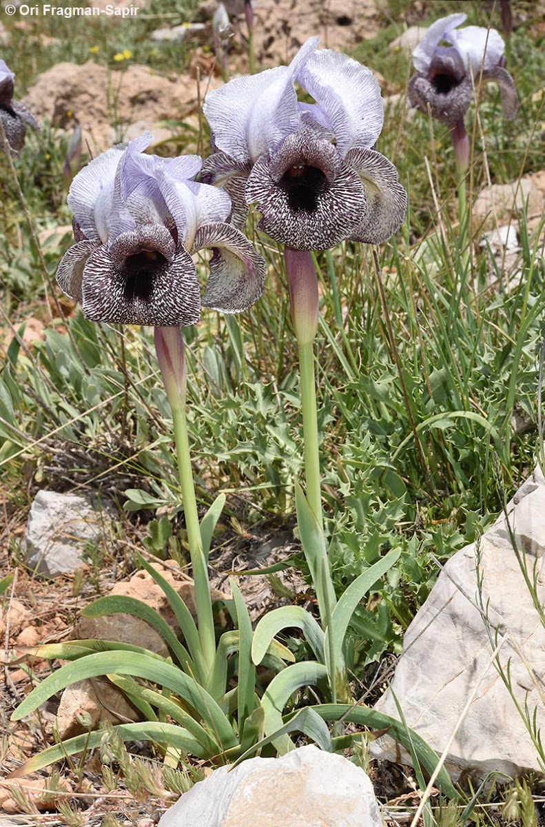 West's Iris