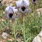 West's Iris