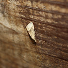 Tortrix Moth