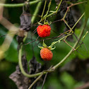 Wild Berries