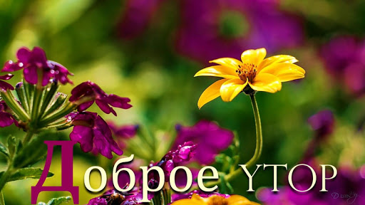 Download Russian Good Morning Good Night Wishes Messages On Pc