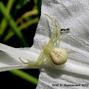 Crab Spider