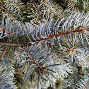 Blue Spruce