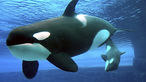 Killer Whale thumbnail