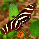 Zebra heliconian