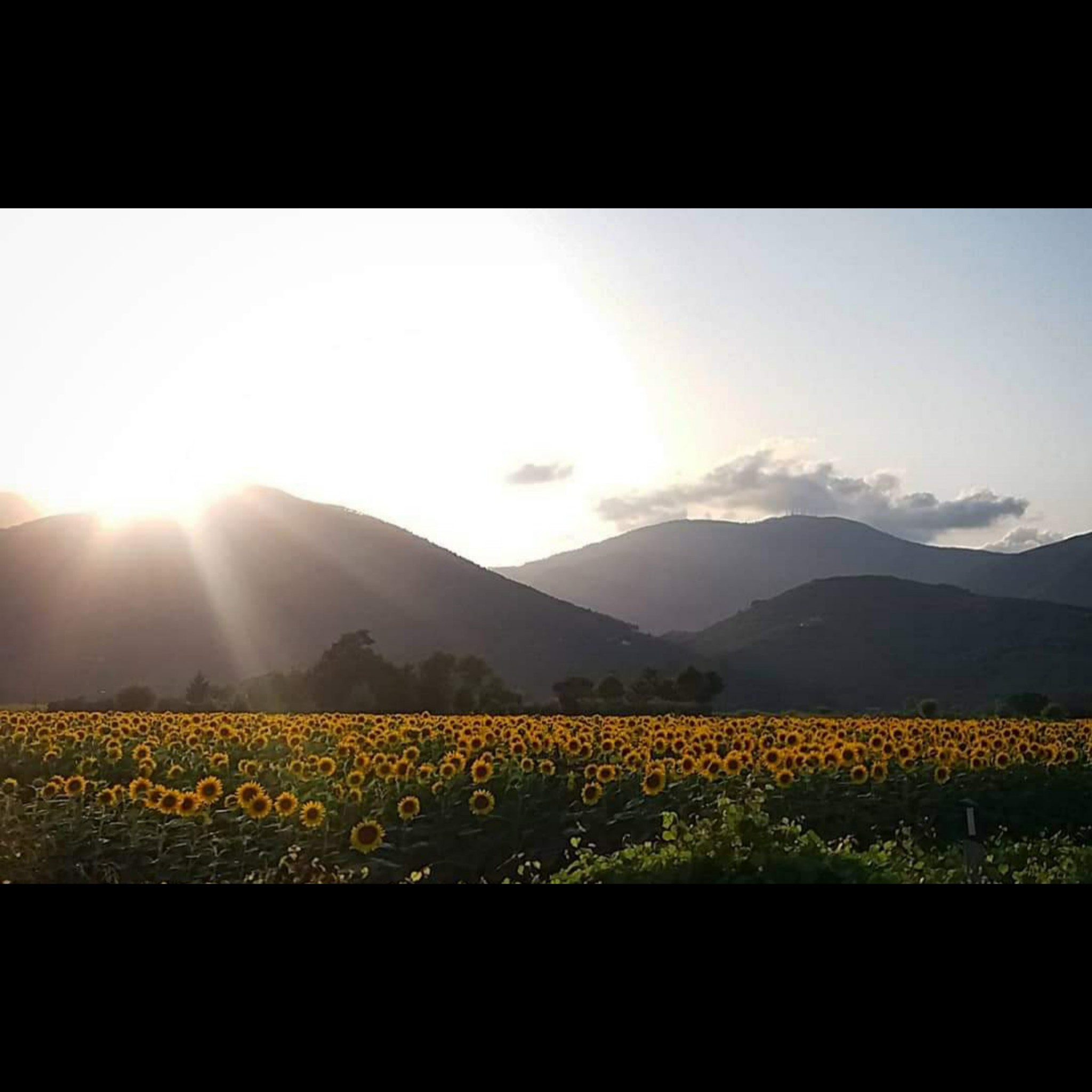 Tramonto e girasoli di Lenuccia