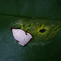 Concealer Moth