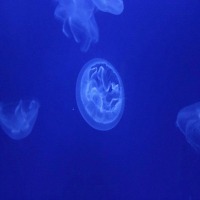 Meduse di MarcoBalzoni