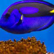 DORY