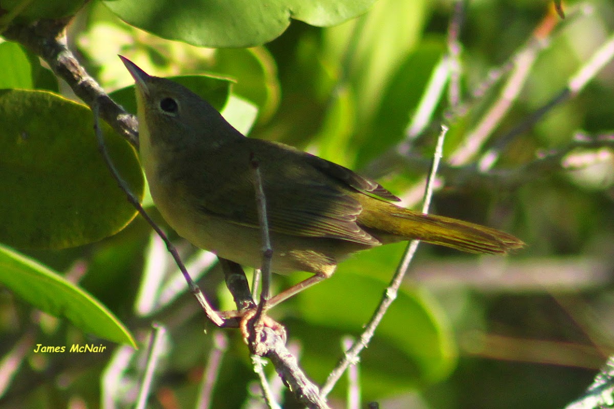 Common Yellowthroat