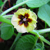 Cape Gooseberry