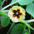 Cape Gooseberry