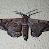 Geometrid Moth