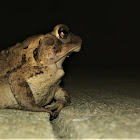 Eastern American Toad